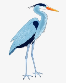 Great Blue Heron Drawing Clip Art - Blue Heron Clip Art, HD Png Download, Transparent PNG