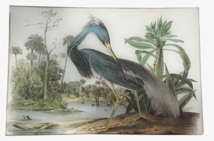 Audubon Louisiana Heron, HD Png Download, Transparent PNG