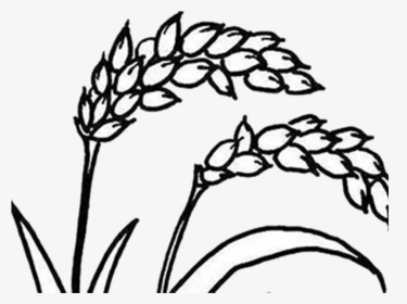 Corn Drawing Rice For Free Download - Rice Clipart Black And White, HD Png Download, Transparent PNG