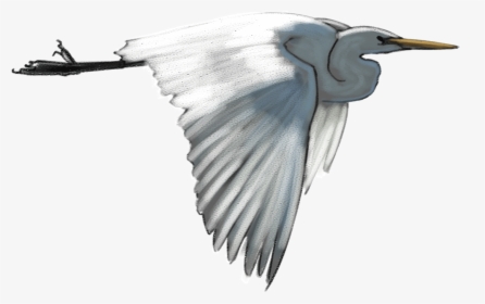 White-heron - Egret - Transparent White Heron, HD Png Download, Transparent PNG