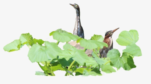 How Green Herons Hunt For Food - Seabird, HD Png Download, Transparent PNG