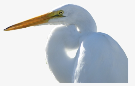 Crane Transparent Png Image - Great Egret, Png Download, Transparent PNG