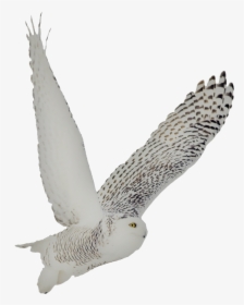 Snowy Owl Soto Side - Snowy Owl Transparent Background, HD Png Download, Transparent PNG