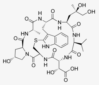 File - Phallacidin - F Actin Chemical Structure, HD Png Download, Transparent PNG