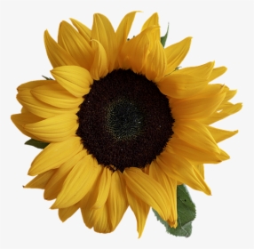 Sunflower Real Png, Transparent Png, Transparent PNG
