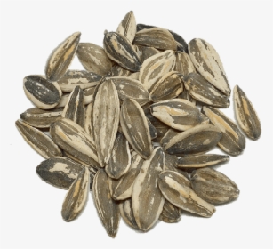 Sunflower Seed, HD Png Download, Transparent PNG