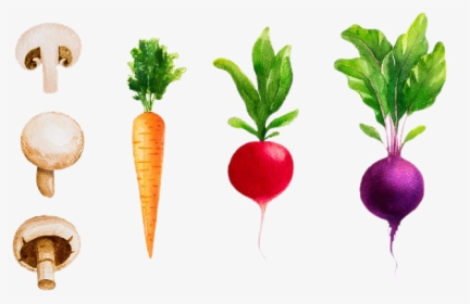 Drawing Vegetable Turnip - Watercolor Vegetables, HD Png Download, Transparent PNG