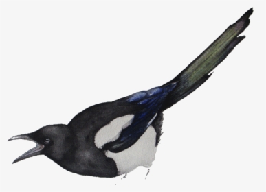 Free International Shipping To All Over The World - Eurasian Magpie, HD Png Download, Transparent PNG