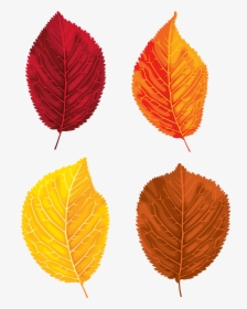 Clipart Leaf Yellow Birch - Portable Network Graphics, HD Png Download, Transparent PNG