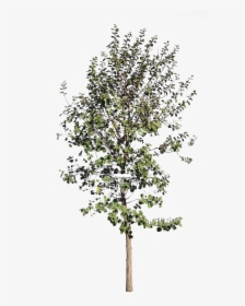 Birch , Png Download - Pear, Transparent Png, Transparent PNG