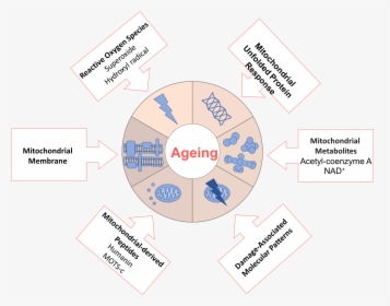 File - Ageingdw001 - Theory Of Aging Mechanism, HD Png Download, Transparent PNG