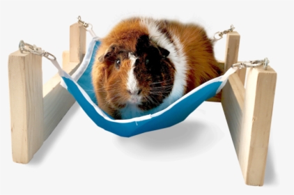 Hammock With Stand - Guinea Pig, HD Png Download, Transparent PNG