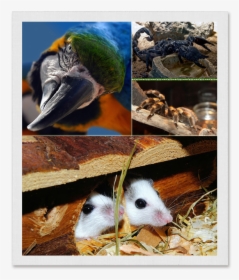Scorpion And Tarantual 20151 Copy - Small Mammals And Birds, HD Png Download, Transparent PNG