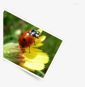 Serra Da Estrela Foto - Ladybug, HD Png Download, Transparent PNG