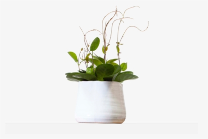 Large / Organic, HD Png Download, Transparent PNG