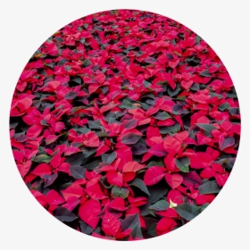 Wintercircle - Impatiens, HD Png Download, Transparent PNG