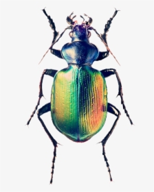 Beetle Bug, HD Png Download, Transparent PNG
