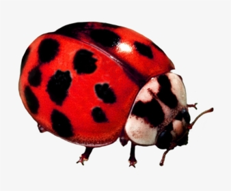 Ladybug Beetle - Ladybug, HD Png Download, Transparent PNG