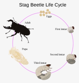 Life Cycle Stag Beetle Larvae, HD Png Download, Transparent PNG