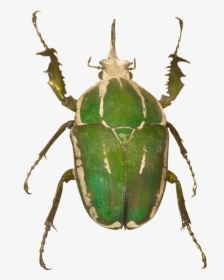 Beetle Png, Transparent Png, Transparent PNG