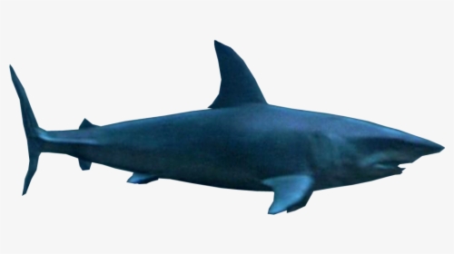 Deep Blue Sea Mako Shark Png By Sonic2006fan-dca2jn5 - Requiem Shark, Transparent Png, Transparent PNG