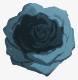 Untitled-2 - Garden Roses, HD Png Download, Transparent PNG