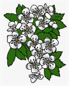 Missouri State Flower - Drawing Missouri State Flower, HD Png Download, Transparent PNG