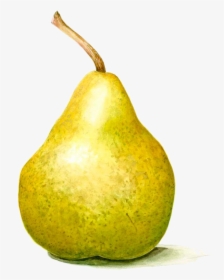 Transparent Avacado Clipart - Photography Still Life Pear, HD Png Download, Transparent PNG