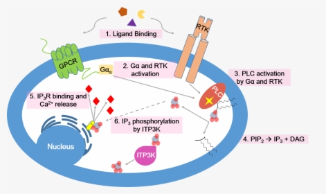 Calcium Signaling Pathway - Inositol Trisphosphate 3 Kinase B, HD Png Download, Transparent PNG