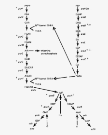 Purine De Novo Biosynthesis Pathway And Contribution - Purine Biosynthesis Pathway In Staphylococcus Aureus, HD Png Download, Transparent PNG