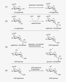 Leloir Pathway , Png Download - Glycosylation Reaction, Transparent Png, Transparent PNG