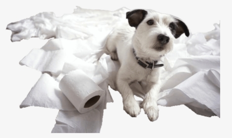 Dog Destroying Toilet Paper, HD Png Download, Transparent PNG