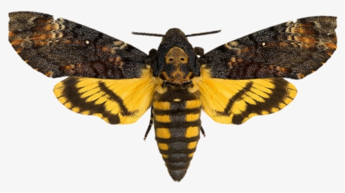 Silence Of The Lambs Png - Death's Head Moth, Transparent Png, Transparent PNG