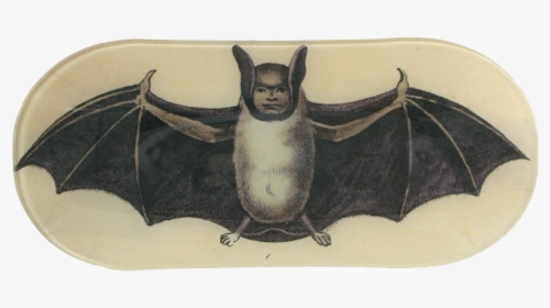 Vampire Bat, HD Png Download, Transparent PNG