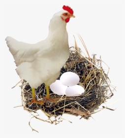 Nest Eggs Png, Transparent Png, Transparent PNG