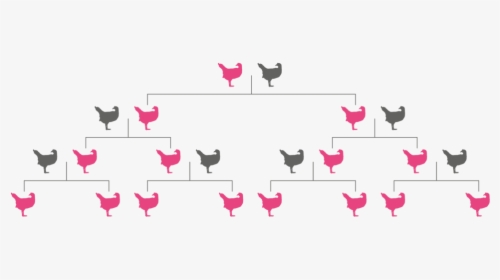 Gene Drive Inheritance - Pink Chickens Modification, HD Png Download, Transparent PNG