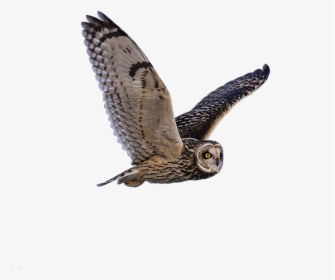 Owl Predator Flying Free Photo - Proverbios 17 28, HD Png Download, Transparent PNG