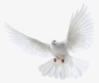 White Pigeon Flying Png Image - White Pigeon Png, Transparent Png, Transparent PNG