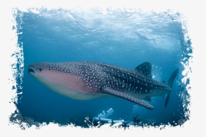 Maldives - Whale Shark - Sun Island Whale Shark, HD Png Download, Transparent PNG