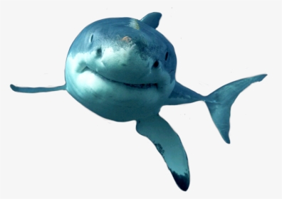 #dolphins #dolphines #dolphino #dolphine #whale #sharks - Shark, HD Png Download, Transparent PNG