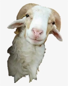 #goat #tumblr #cute #funny #kambing #fun #remix #tumbler - Sticker Kambing, HD Png Download, Transparent PNG