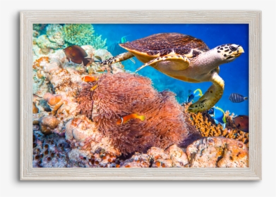 Coral Reef Hawksbill Sea Turtles, HD Png Download, Transparent PNG