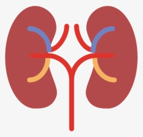 Kidney Vector Icon Png, Transparent Png, Transparent PNG
