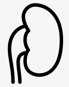Icon Free Download Png - White Kidney Png Icon, Transparent Png, Transparent PNG