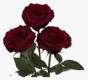 Black Pearl Rose Flower, HD Png Download, Transparent PNG