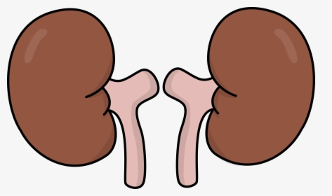 Kidneys Clipart, HD Png Download, Transparent PNG
