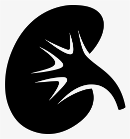 Kidney - Kidney Icon, HD Png Download, Transparent PNG
