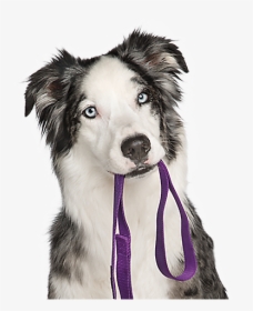 Dog White Background Hd - Puppy Training Transparent, HD Png Download, Transparent PNG