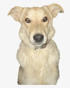 Abandoned Dog Transparent Image - Companion Dog, HD Png Download, Transparent PNG
