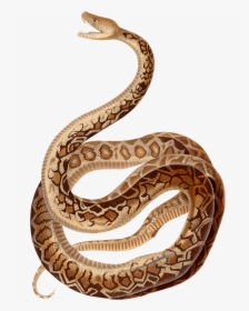Cuban Boa - Ny Snakes Scientific Illustrations, HD Png Download, Transparent PNG